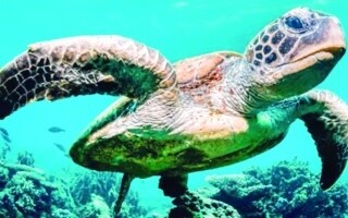 Морские черепахи танцуют кругами, чтобы найти пищу