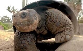 В зоопарке Сан-Диэго умерла 141-летняя черепаха Лорета