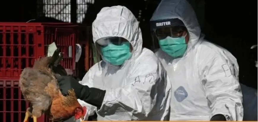 Первый случай птичьего гриппа у человека зафиксирован в Миссури