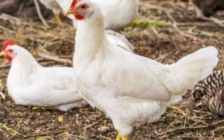 Выращивание кур на заднем дворе растет на фоне нехватки яиц