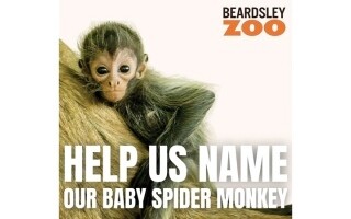 Zoo Asks Public for Help Naming Newborn Monkey