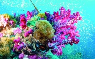 Новое исследование звуков коралловых рифов и морской жизни