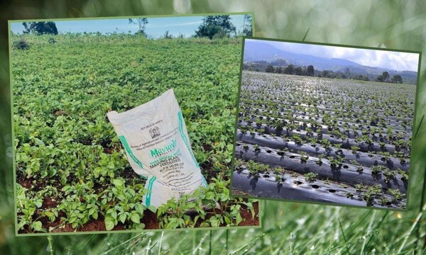 Middle East War Could Lead to Higher Food Prices