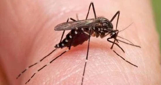 CDC выпустил предупреждение о росте случаев вируса EEE