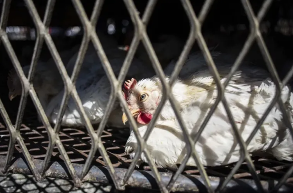 First Human Death from Rare H5N5 Bird Flu Strain Recorded in the US