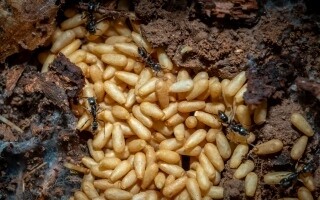 Asian Giant Hornet Poses New Threat | Ours Abroad News