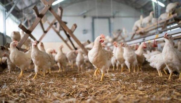 США подтверждают, что все пробы фарша отрицательны на вирус H5N1