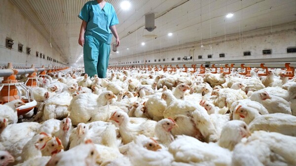 ВОЗ предупреждает о потенциальной передаче птичьего гриппа H5N1 человеку