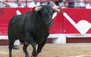 Бык прыгает на фестивале Sisters Rodeo в Орегоне, раня по меньшей мере трех человек