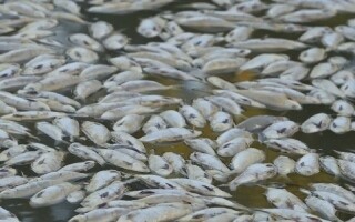 Мужчина из Огайо признал вину в убийстве более 40 000 рыб