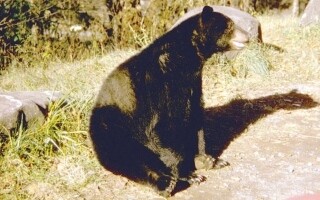 Человек выжил после атаки медведя и огнестрельного ранения на Аляске