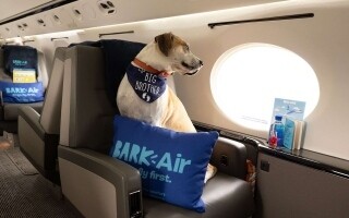 Bark Air: Роскошная авиакомпания для собак взлетает