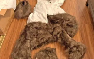 California Residents Charged in Bear Costume Insurance Fraud