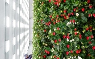 Открытие первой вертикальной клубничной фермы в Ричмонде