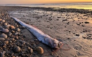 Rare Deep-Sea Fish Discovered in Encinitas Beach