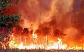 Массированный лесной пожар в Колорадо, вызванный птицей