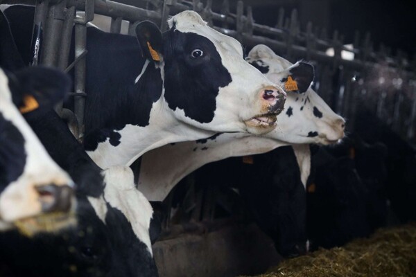 Вспышка птичьего гриппа H5N1 в США приводит к случаю у человека и мерам бдительности