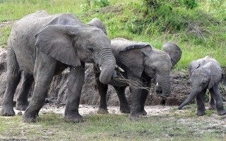 Supreme Court Rules Elephants Are Not Persons in Colorado Case
