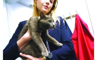 The Adventure of Sophie the Cat at the White House